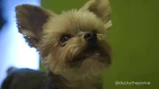 Postmates x Tito's | Pupmates