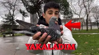 Yabani Güvercinler Arasında Kaçak Avı ( Çakmaklı Mardin Yakaladım )