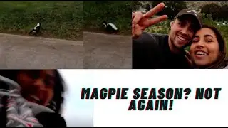 WARNING! MAGPIE ATTACK  - HIKE VLOG