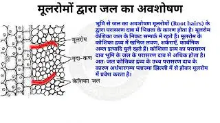 water absorption in plants   Absorption of water in planta   मूलरोमों द्वारा