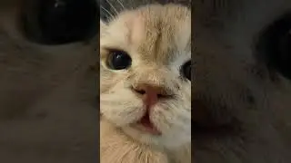 Kitten Meow #cat #cute #kitten #catlover #funny #cutecat