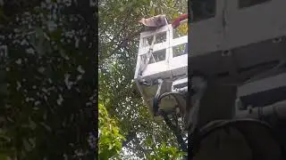 Saving a stuck crow in branch
