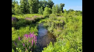 Iron Belle Trail 16/North Country Trail: Marshall to Historic Bridge Park