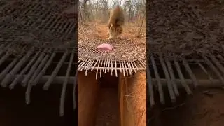Lion Rescue After Falling Into Deep Pit &mdash; Shocking Ending Caught on Camera