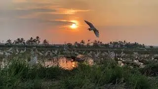 A Flock of Birds Flying Over a Pond at Sunset |IPhone 15 (4K 60fps)|satisfacting video|kerala