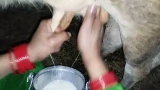 Cow Milking By Hand ✋❤️||Cow Milking Evening Routine #viralvideo #cow #milk #vlog 