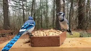 Blue Jays, Squirrels, Red-bellied Woodpecker