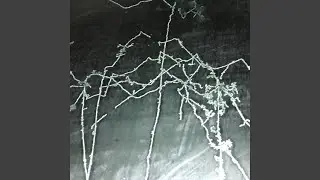 Trisma