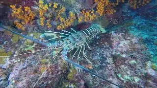 Haliotis Cabo Verde - Ponta da Doca