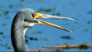 Tricolored Heron - Up Close