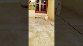 chow chow puppy ## cute puppy#allpuppy#pug puppy ##vairlvideoshort##. toy puppy ##labradorpuppy