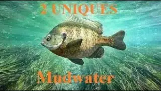 Crapet unique Mudwater