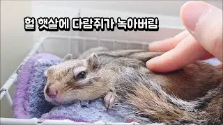 헐 햇살에 다람쥐가 녹아버림