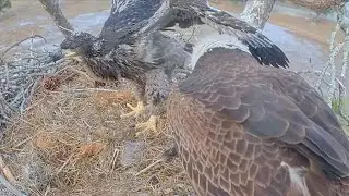 SWFL Eagles 1-28-26.  M15 Feeds E26; F23 TAKES OVER the FEEDING; Big Crop & Wing Flapping!