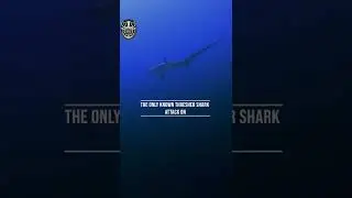 Thresher shark - AMAZING FACTS #shorts 🦈👀😨