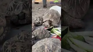Watermelon party for the animals!