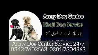 Army dog centre Bhavnagar chishtiya photo Abbas#03017304363#Khojidog
