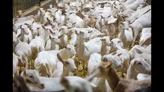 Melken van de geitjes - Geiten Melk Maasdriel