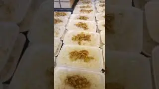 وجبات لزيارة مستعمرة الجذام
