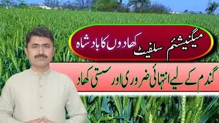 Magnesium Sulphate fertilizer |||Magnesium Sulphate use in wheat crop||| Agahi main baqah