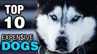 Top 10 expensive dogs