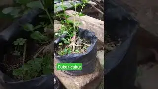 Cukur lagi cukur teruss #bonsai #sancangproses #&ccedil;ukur #pruning #mygarden