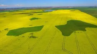 Drone Flight over Canola Field