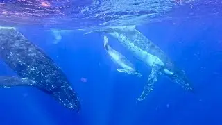 Humpback Whale Trio: Cow, Calf, and Escort Swimming in Tonga