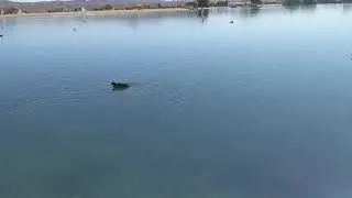 Coot on the lake, Coot Song, Coot Party, Coot Sound, Coot Voice, Coot Chirp, Coot,  Bird Song