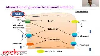 Medical Education | Sodium Glucose Linked Transporters SGLT in Hindi | BY Dr. Pankaj Kumar