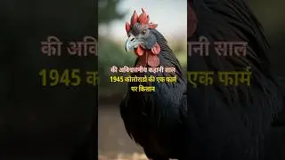 बिना सर वाला मुर्गा: Mike's Incredible 18-Month Headless Journey!