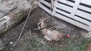 Mais um dia cuidando dos animais
