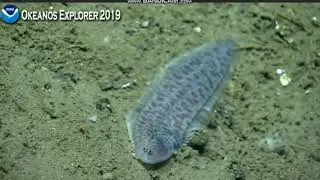 Tonguefish @Georges Bank