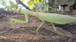 Nature’s Tiny Assassin