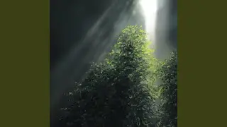 The leaves are green like summer vibrations, and there is no worry in the sun.