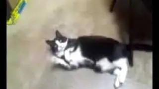 mittens the cat from bolt