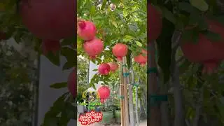 Qu&aacute; trời qu&aacute; đất ￼ #pomegranate  #gaden #fruit  #tree #plants