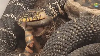 [RẮN SỌC GỜ] King Ratsnake: Vua Rắn Thịt Đồng Loại!