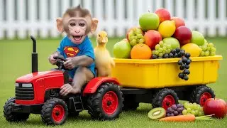 Super Baby BoBo & The Giant Fruit Tractor Parade! 🍎🐒🚜 | Love Monkey