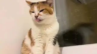 Cat yoga master Cat Tara. Sweet moments. Sweet video for your relaxation. Funny cat videos 4K 😺 