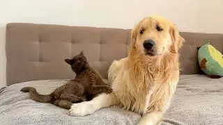 Golden Retriever Scared Of Nervous Black Cat | Funny Dog Reaction