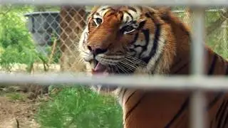 Florida's 5,000 Captive Tigers: The US Big Cat Crisis
