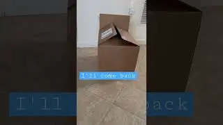 Cat delivery in a box