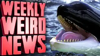 KILLER Whales Have Had ENOUGH of Our Crap - Weekly Weird News