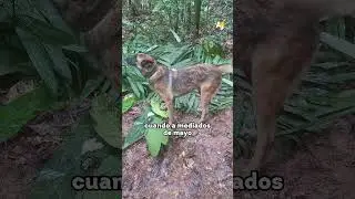 &iquest;D&oacute;nde est&aacute; Wilson, el perrito h&eacute;roe de Colombia?
