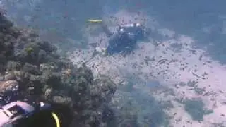 Diving Dahab. Discover the Canyon