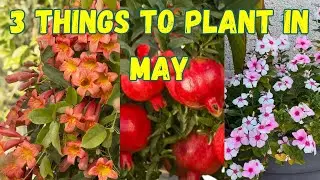 Don&rsquo;t Give Up! Plant These in May in Zone 9b