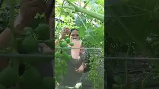 MY JOURNEY TO VINEYARD // LIFE OF A FARMER IN SOUTH KOREA