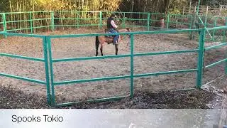 day 3ride,Spooks Tokio 12.8.2023. 2021stallion.