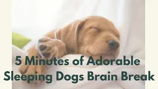Relax Like a Puppy: Adorable Sleeping Dogs | 5-Minute Brain Break